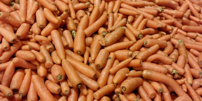 I will sell a selection of carrots. Possibility of