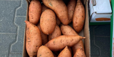 Hallo, ich verkaufe Süßkartoffeln im Großhandel, attraktiver Preis, ich