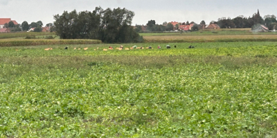 Buna ziua, vand fasole verde galbena si verde. Tone