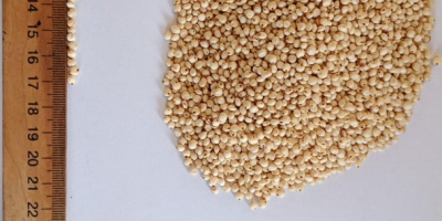 Selling white sorghum. 1000 tons. Currency contract, fca.