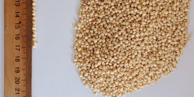 Selling white sorghum. 1000 tons. Currency contract, fca.