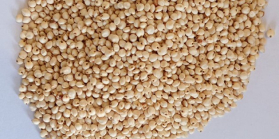 Selling white sorghum. 1000 tons. Currency contract, fca.