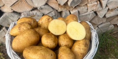 Potatoes for sale. 3 tons of Queen Anna variety,