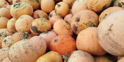 I am selling pumpkins of the Otylia variety. I