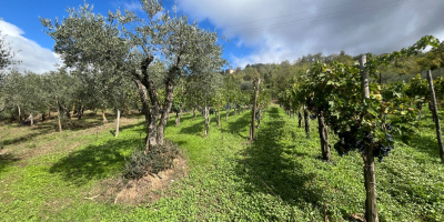 Vanzare struguri rafinati AGLIANICO si MONTEPULCIANO Potrivit pentru vinificatie,