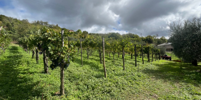 Vanzare struguri rafinati AGLIANICO si MONTEPULCIANO Potrivit pentru vinificatie,