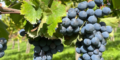 Vanzare struguri rafinati AGLIANICO si MONTEPULCIANO Potrivit pentru vinificatie,