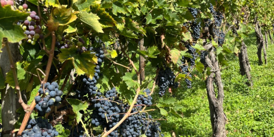 Vanzare struguri rafinati AGLIANICO si MONTEPULCIANO Potrivit pentru vinificatie,