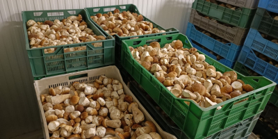 Fresh boletus (boletus edulis). 1st, 2nd and 3rd class.