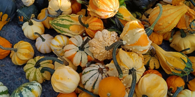 Hello, I am selling beautiful decorative pumpkins in various