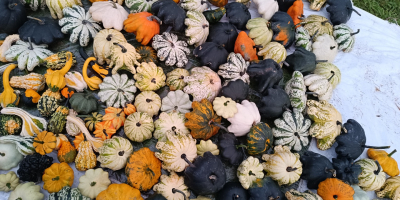 Hello, I am selling beautiful decorative pumpkins in various