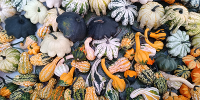 Hello, I am selling beautiful decorative pumpkins in various