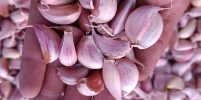 Ich verkaufe frisch gehackten Knoblauch in Zehen, der in