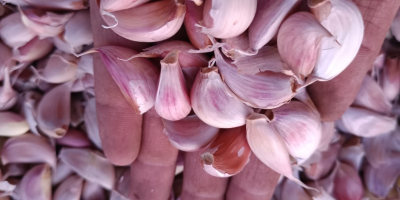 Ich verkaufe frisch gehackten Knoblauch in Zehen, der in