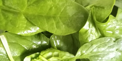 Hello. I am selling matador spinach of my own