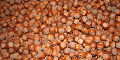 Le nocciole BIO (in guscio) controllate da Biokontroll Hungária