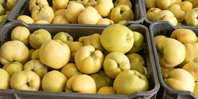 Quittensorte Géant de Vranja, in zertifizierter Bio-Umstellung. Bauernhof in