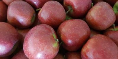 We offer apples Red Jonaprice. All calibres. Packed in