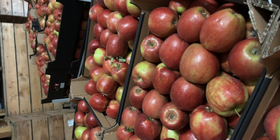 We offer apples Red Jonaprice. All calibres. Packed in