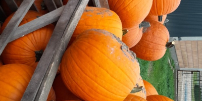 Buna ziua, am dovleci de halloween si muscat, va