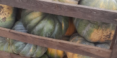 Sziasztok halloween és muskotály sütőtököm van, kisebb-nagyobb mennyiségért kérem