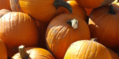 Buna ziua, am dovleci de halloween si muscat, va