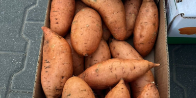 I will sell sweet potatoes from Egypt, 6 kg