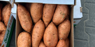 I will sell sweet potatoes from Egypt, 6 kg