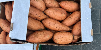 I will sell sweet potatoes from Egypt, 6 kg