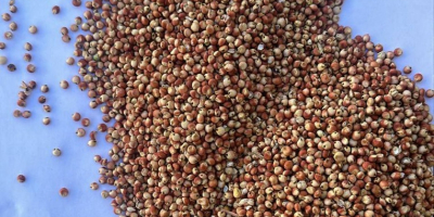 Rotes Sorghum zu verkaufen | Preis auf Anfrage