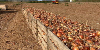 De vânzare ceapă galbenă mărimea 4 și 5