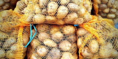 I will sell sorted Denar potatoes packed in 15kg