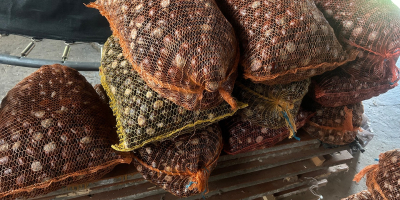 Voi vinde 300 kg de castane ambalate la saci