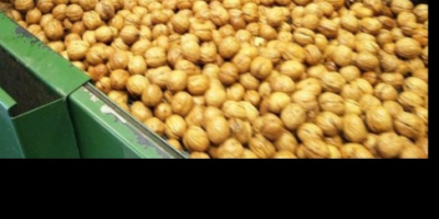 In vendita Le noci con guscio di quest&#39;anno di