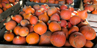 I will sell Hokkaido pumpkins in large quantities