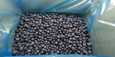 Vendo mirtilli CONGELATI. Cartone selezionato otticamente 10 kg, origine