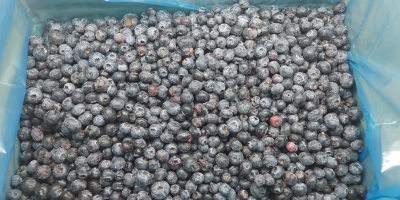 Vendo mirtilli CONGELATI. Cartone selezionato otticamente 10 kg, origine