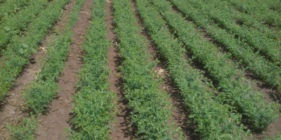 Chickpeas, 2024, sizes 6 and 7 mm in bags