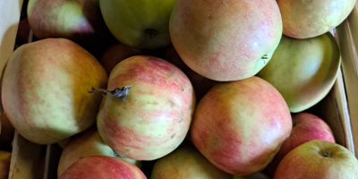 Verkaufe Äpfel verschiedene Sorten Jona Gold,Elster,Golden Delicius.