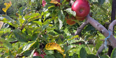 Verkaufe Äpfel verschiedene Sorten Jona Gold,Elster,Golden Delicius.