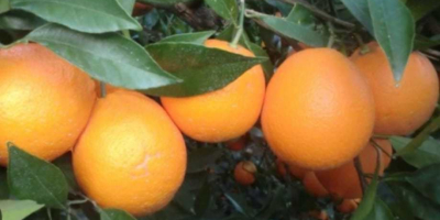 I will sell oranges imported from Spain. High-sugar oranges