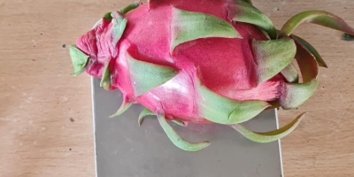 HELYI BRÓKER Gyümölcsök Spanyolország __________ Pitahayas- Dragon Fruit -----