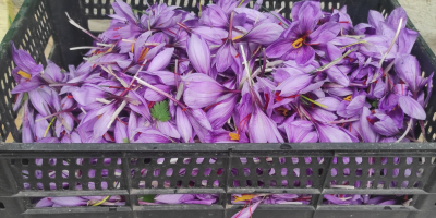 Saffron/saffron. Produced on a family farm, without fertilizers and