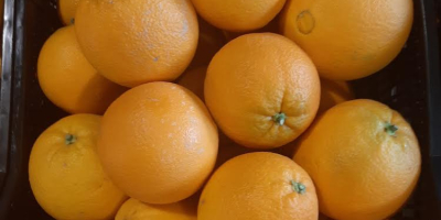 Spanish mandarins juicy seedless clemenvilla and clenentina straight from