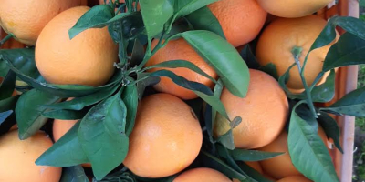 Spanish mandarins juicy seedless clemenvilla and clenentina straight from