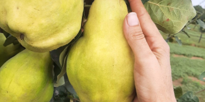 Ich biete die Quittenfrucht aus unserem Schnapsgarten zum Verkauf