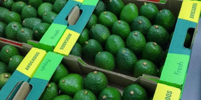 Vanzare avocado, din Maroc ( CIF , FOB )