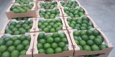 Vanzare avocado, din Maroc ( CIF , FOB )