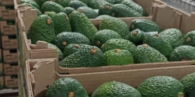 Vanzare avocado, din Maroc ( CIF , FOB )