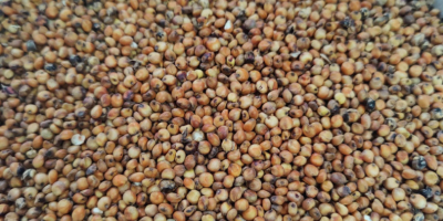 Hallo, ich habe rotes Sorghum der Sorte RAGT Belluga